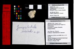 Foto (Objekt + Etikett) von Mesoparapylocheles strouhali (Fraaije et al., 2019)  (NHMW-GEO-1990-0041-3320)